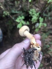 Chroogomphus tomentosus