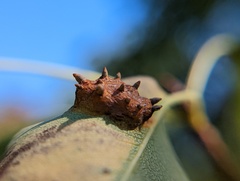 Gymnosporangium sabinae