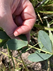 Baptisia tinctoria