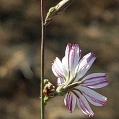 Stephanomeria virgata