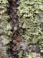 Drapetisca alteranda