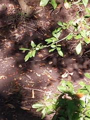 Hermeuptychia intricata