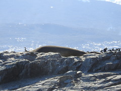 Mirounga leonina