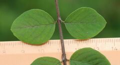 Symphoricarpos doorenbosii
