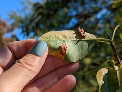 Gymnosporangium sabinae