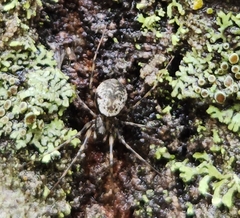 Drapetisca alteranda