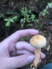 Chroogomphus tomentosus