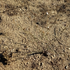 Stephanomeria virgata