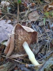 Collybiopsis peronata