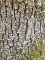 Porodisculus pendulus