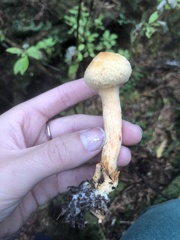 Chroogomphus tomentosus