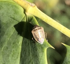 Eysarcoris ventralis