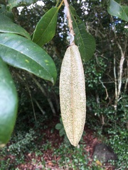 Kielmeyera membranacea