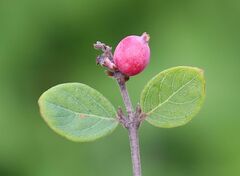 Symphoricarpos doorenbosii