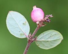 Symphoricarpos doorenbosii