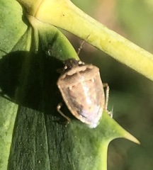 Eysarcoris ventralis