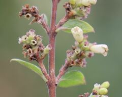 Symphoricarpos doorenbosii