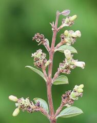 Symphoricarpos doorenbosii