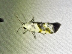 Ponometia candefacta