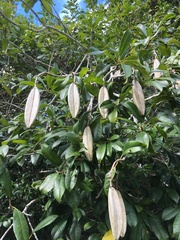 Kielmeyera membranacea