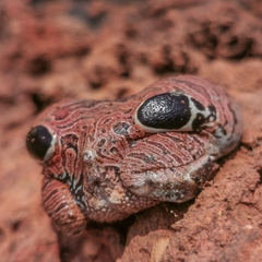 Physalaemus nattereri