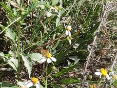 Polites themistocles