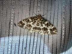 Dilophodes elegans elegans