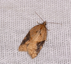 Acleris laterana