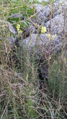 Linaria vulgaris