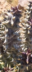 Quaqua mammillaris