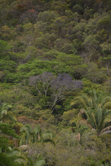 Bowdichia virgilioides