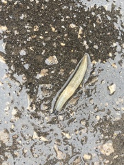 Krynickillus melanocephalus