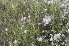 Eriocephalus