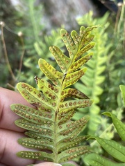 Polypodium