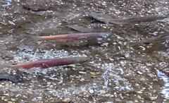 Oncorhynchus nerka