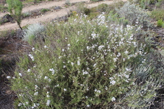 Eriocephalus