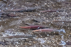 Oncorhynchus nerka