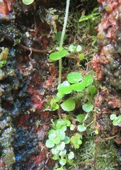 Chrysosplenium oppositifolium