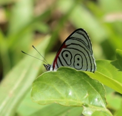 Diaethria clymena