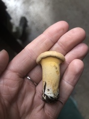 Cantharellus roseocanus