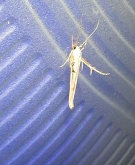 Stathmopoda