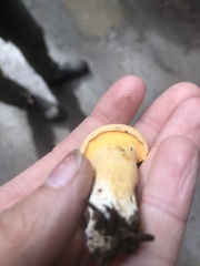 Cantharellus roseocanus