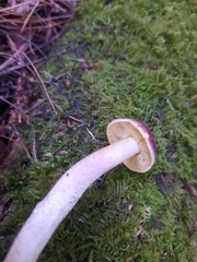 Tricholomopsis rutilans