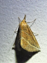 Phyprosopus callitrichoides