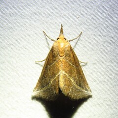 Phyprosopus callitrichoides