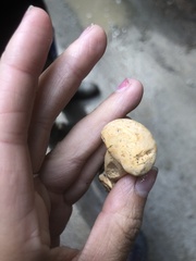 Cantharellus roseocanus