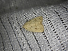 Anachrostis nigripunctalis