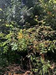 Rosa nutkana