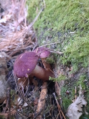 Tricholomopsis rutilans