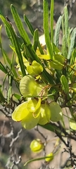 Dodonaea viscosa